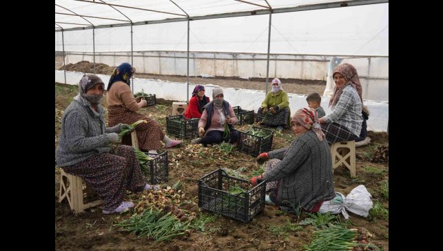 Doğu illeri karla mücadele ederken Iğdır'da seralarda üretim yapılıyor