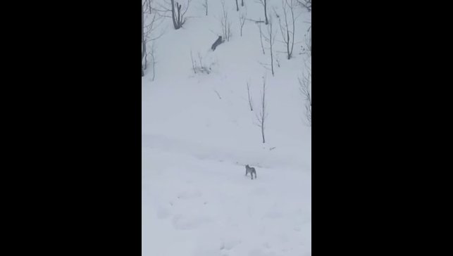 Vaşaklar karlı arazide görüntülendi