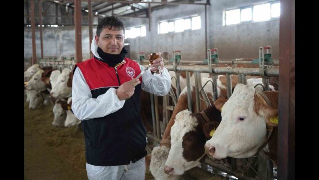 Muş'ta büyükbaş hayvanlar için aşılama çalışmaları devam ediyor