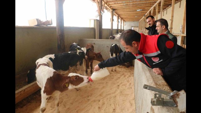 Erzincan'da büyükbaş hayvan işletmelerine arilik incelemesi