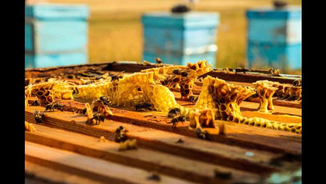 Refahiye'de kurulan atölyede yılda 2 milyon arı kovanı çıtası üretilecek