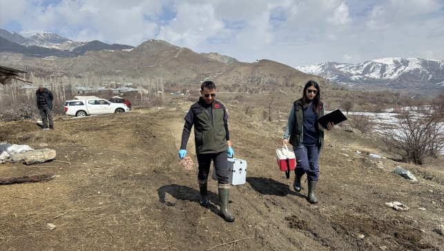 Hakkari'de sahipli köpekler kimliklendiriliyor, sahipsiz olanlar da toplanıyor