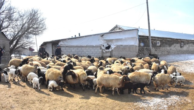 Vanlı çiftçi, süngerleme yöntemiyle kuzu sayısını arttırdı