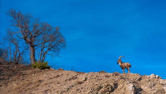 Bingöl'de yaban keçisi görüntülendi
