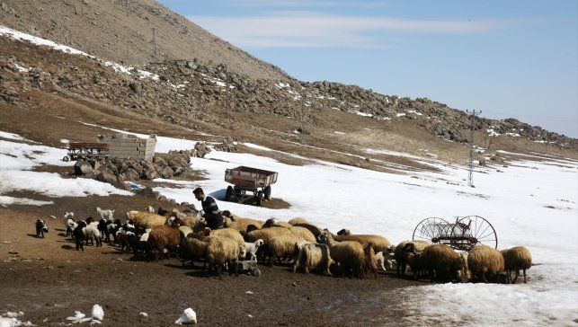Bitlis ve Muş'ta besicilerin karla kaplı köylerdeki mesaisi sürüyor