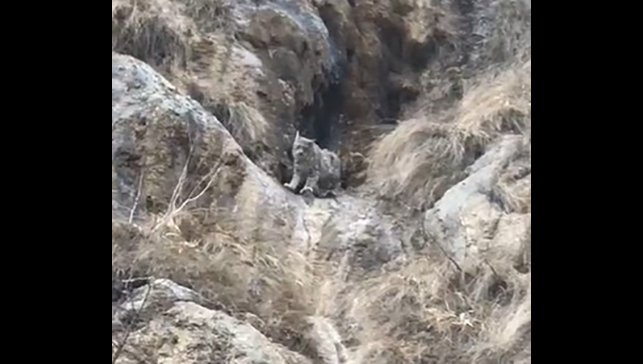 Kırmızı listede yer alıyor: Yok böyle kamuflaj