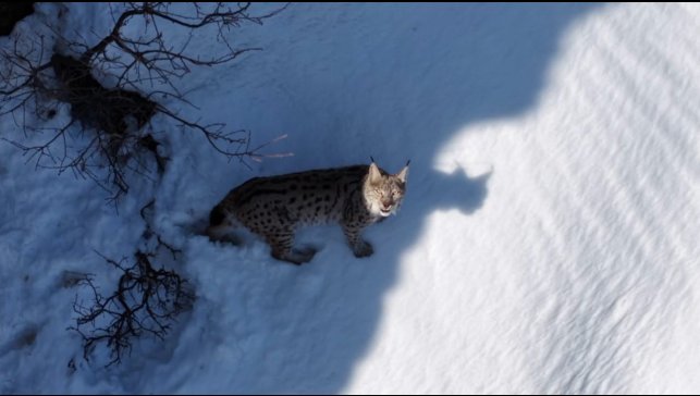 Koruma altındaki vaşağın en güzel görüntüsü Tunceli'den