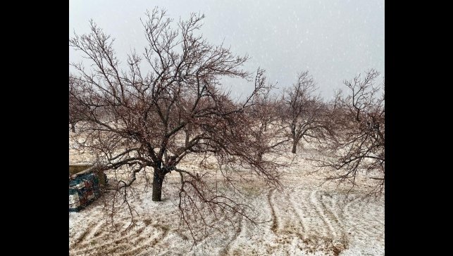 Pütürge'de dolu yağışı meyve bahçelerine zarar verdi
