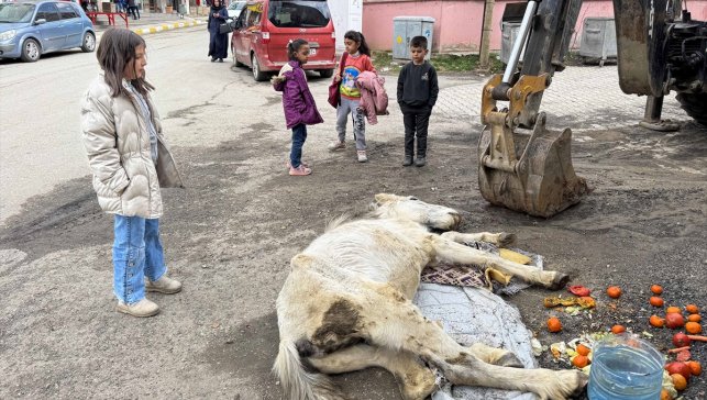 Van'da bitkin halde bulunan katıra ekipler müdahale etti