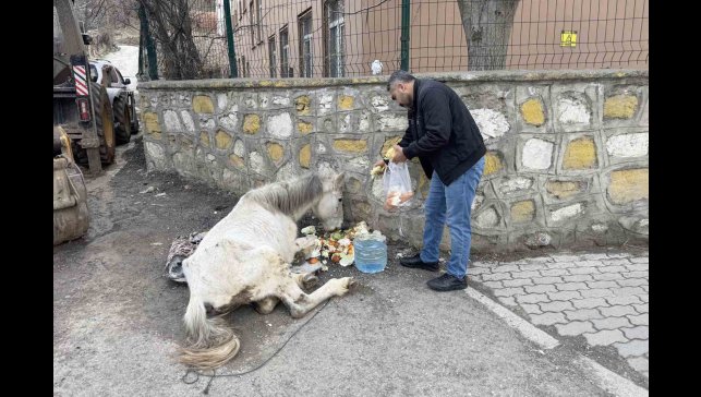 Açlık ve yorgunluktan yere yığılan katır hayata tutundu