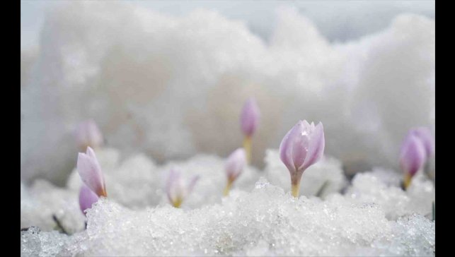 Muş Ovası'nda baharın müjdeleyicisi çiçekler açtı