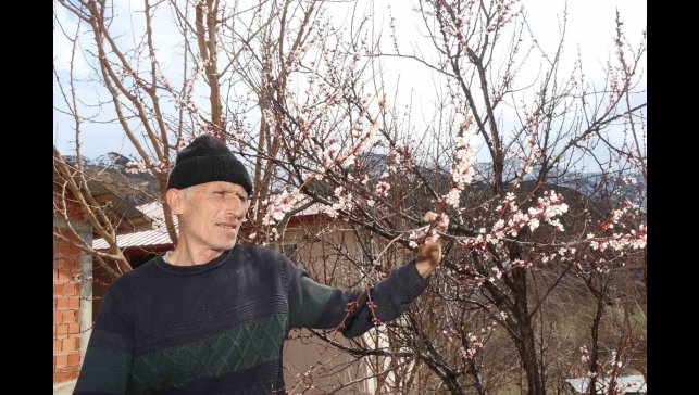 Kar yağışı meyve ağaçlarını üşüttü