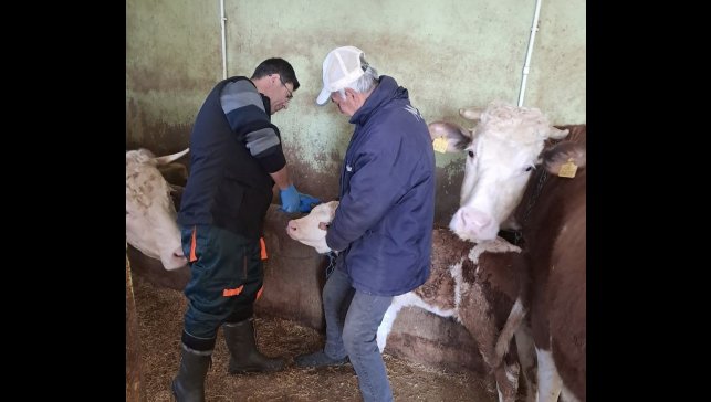 Elazığ'da aşı ve küpeleme çalışması