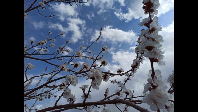 Zirai dondan etkilenen kayısıda zarar büyük