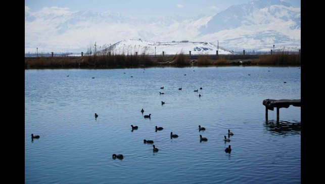 Ekşisu Sazlığı birçok kuş türüne ev sahipliği yapıyor