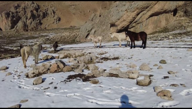 Munzur Dağlarındaki yılkı atları görüntülendi