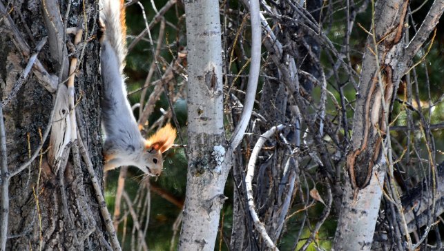 Havaların ısınmaya başladığı Sarıkamış ormanlarında yaban hayvanları boy göstermeye başladı