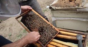 Ağrı Geven Balı, Avrupa Birliği Coğrafi İşaret Tescili İçin Başvuruyor