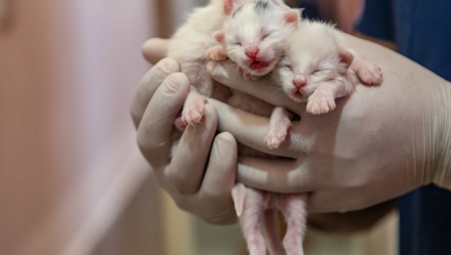 Van kedileri, 2025'in ilk yavrularını dünyaya getirdi