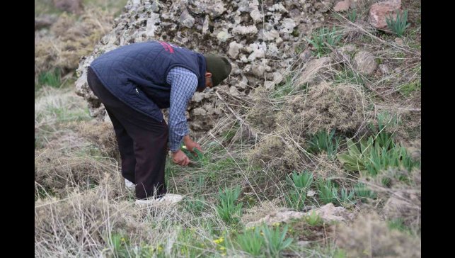 Dağlarda çiriş otu bereketi