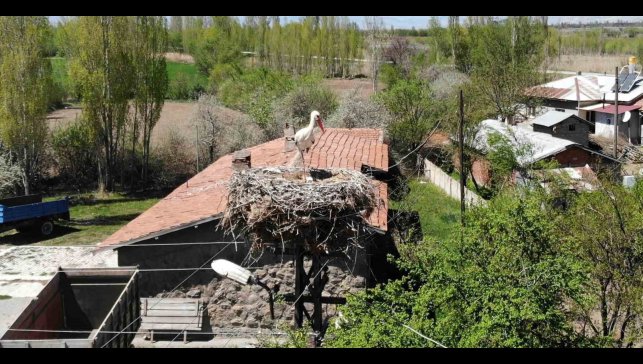 Elektrik direğinin tepesindeki yuva, leylek ailesine 22 yıldır ev sahipliği yapıyor