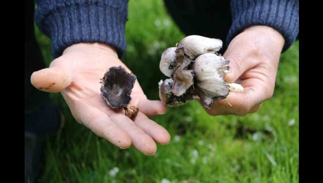 Doğadan toplanan mantarlara dikkat