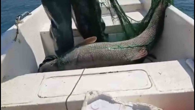 Keban Baraj Gölünde 72 kiloluk dev turna balığı yakalandı