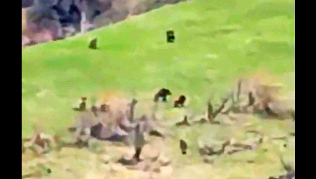 Böylesi ilk kez görüntülendi: Kış uykusundan uyanan 8 bozayı bir arada