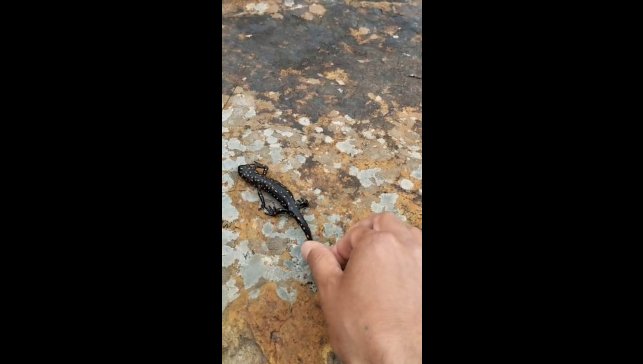 Elazığ'da benekli semender görüntülendi