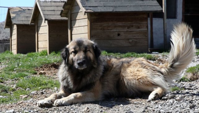 Bitlis'te sahipsiz köpekler belediyenin kurduğu merkezde korumaya alınıyor