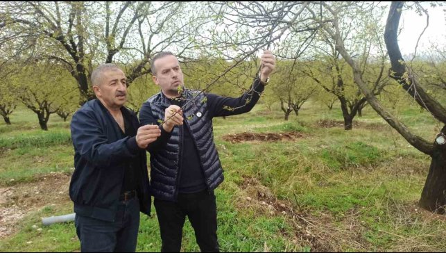 Malatya'da kayısıyı dolu vurdu