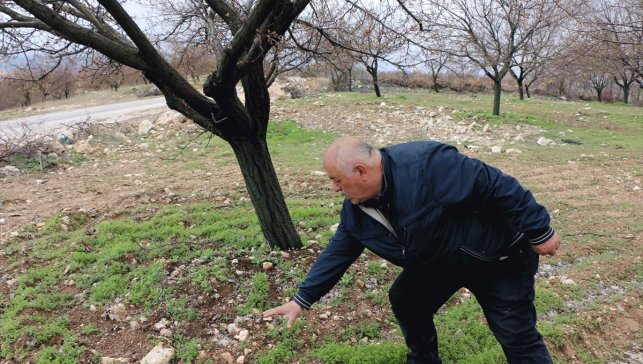 Malatya'da dolu bazı kayısı bahçelerinde zarara neden oldu
