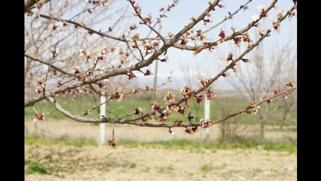 Dondan etkilenen kayısıda hasar tespit çalışmaları başladı