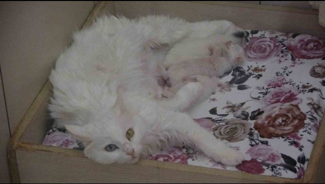 2025 yılının ilk Van kedileri dünyaya geldi