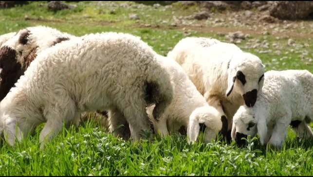 Kuzu ve oğlak desteklerinde ikinci başvuru dönemi başladı
