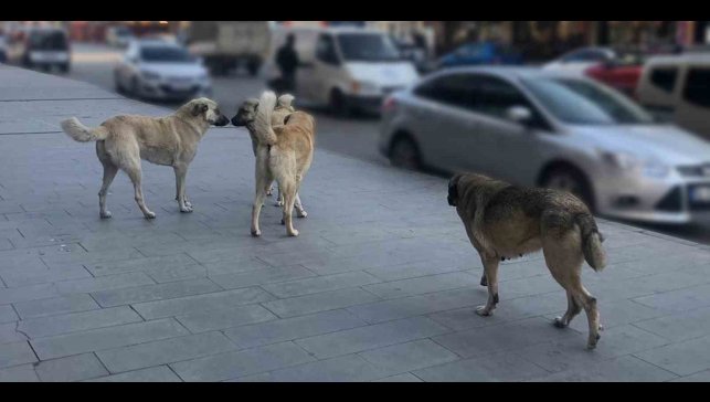 Tercan'da vatandaşlar başıboş köpeklerden muzdarip