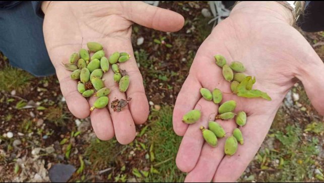 Malatya'da kayısı üreticilerine doludan korunma yöntemleri uyarısı