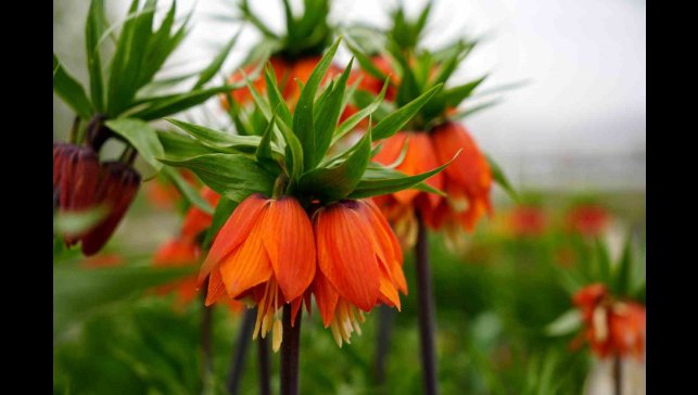 Bu çiçeği koparmanın cezası 577 bin lira