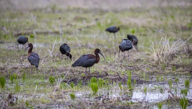 Nesli tükenmekte olan çeltikçi kuşları Tunceli'nin ovalarında görüntülendi