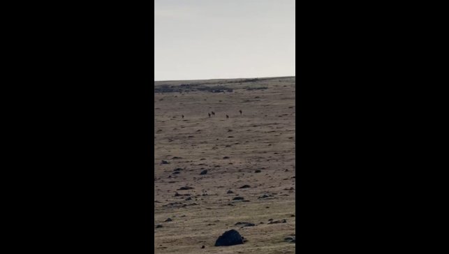 Kars'ta kurt sürüsü görüntülendi