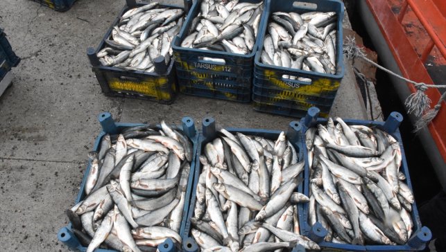 "Van Gölü'nün incileri" göçe hazırlanıyor