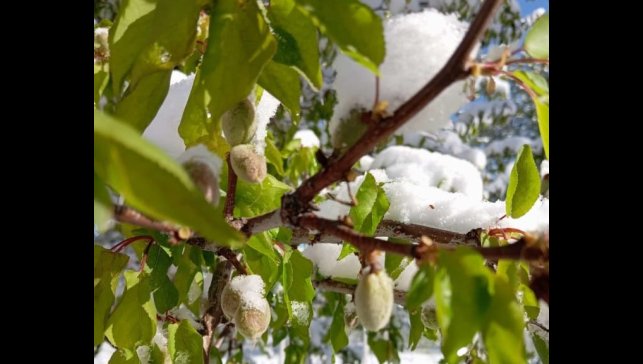 Malatya'da kayısıyı zirai don vurdu