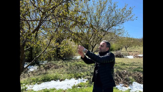 Akçadağ'da zirai don kayısıyı vurdu