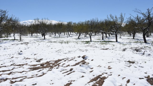 Malatya'da zirai dondan etkilenen kayısı bahçelerinde hasar tespit çalışması yapılıyor