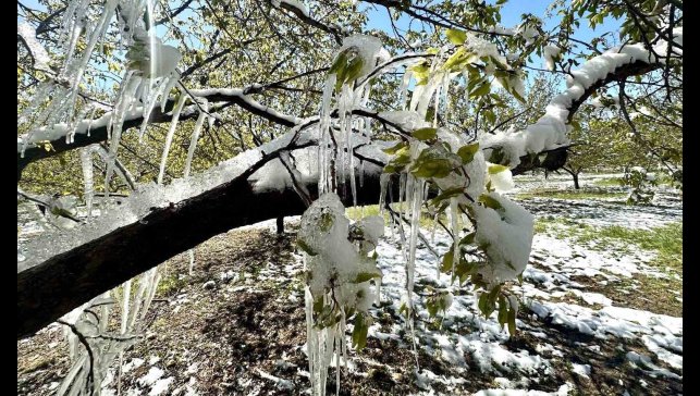 Akçin: "Bu sadece bir ürün kaybı değil, ekonomik ve sosyal krizdir"