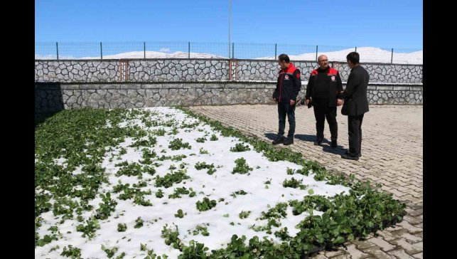 Erzincan ve ilçelerini zirai don vurdu