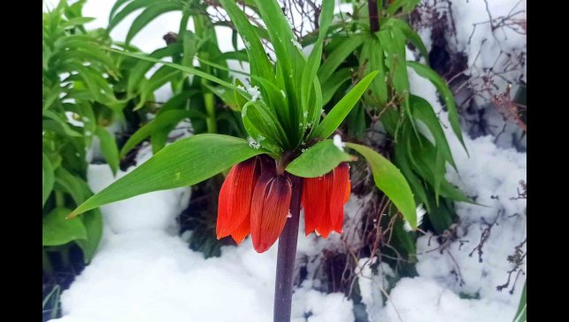 Kar altında kalan ters laleler kartpostallık görüntü oluşturdu