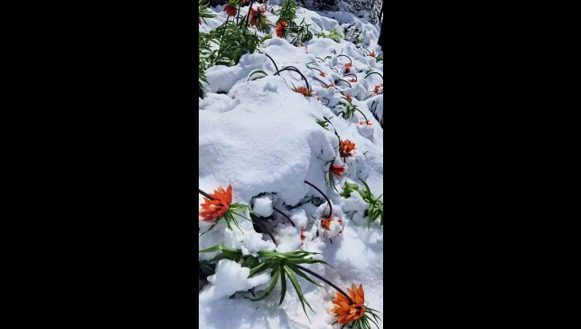 Şiddetli kar yağışından ters laleler de nasibini aldı