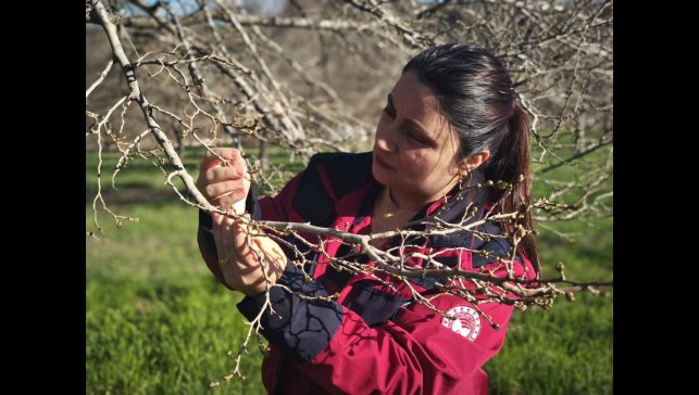 Türkiye'nin en önemli dut merkezini zirai don vurdu