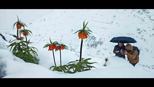 Ters lalelerin kar örtüsüyle muhteşem görüntüsü